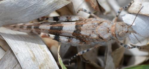 Sphingonotus uvarovi
